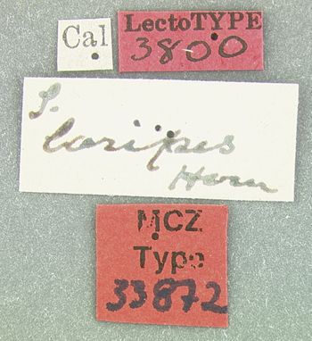 Media type: image;   Entomology 33872 Aspect: labels